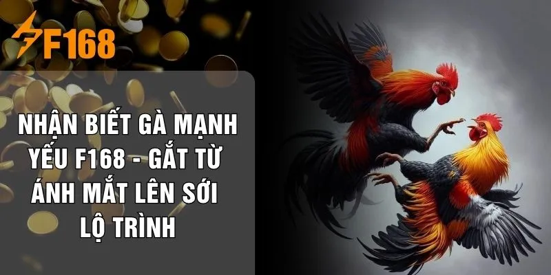 Nhận Biết Gà Mạnh Yếu F168 - Gắt Từ Ánh Mắt Lên Sới Lộ Trình