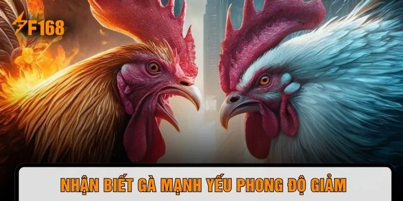 Nhận biết gà mạnh yếu phong độ giảm 